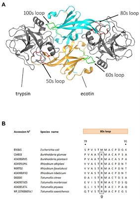 Ecotin: A versatile protease inhibitor of bacteria and eukaryotes